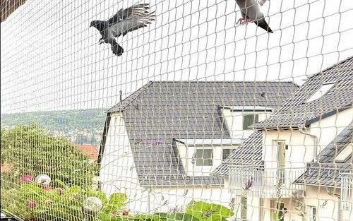 5. Bird Control